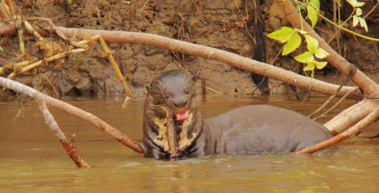Pantanal Jungle Lodge Passo do Lontra Ngoại thất bức ảnh