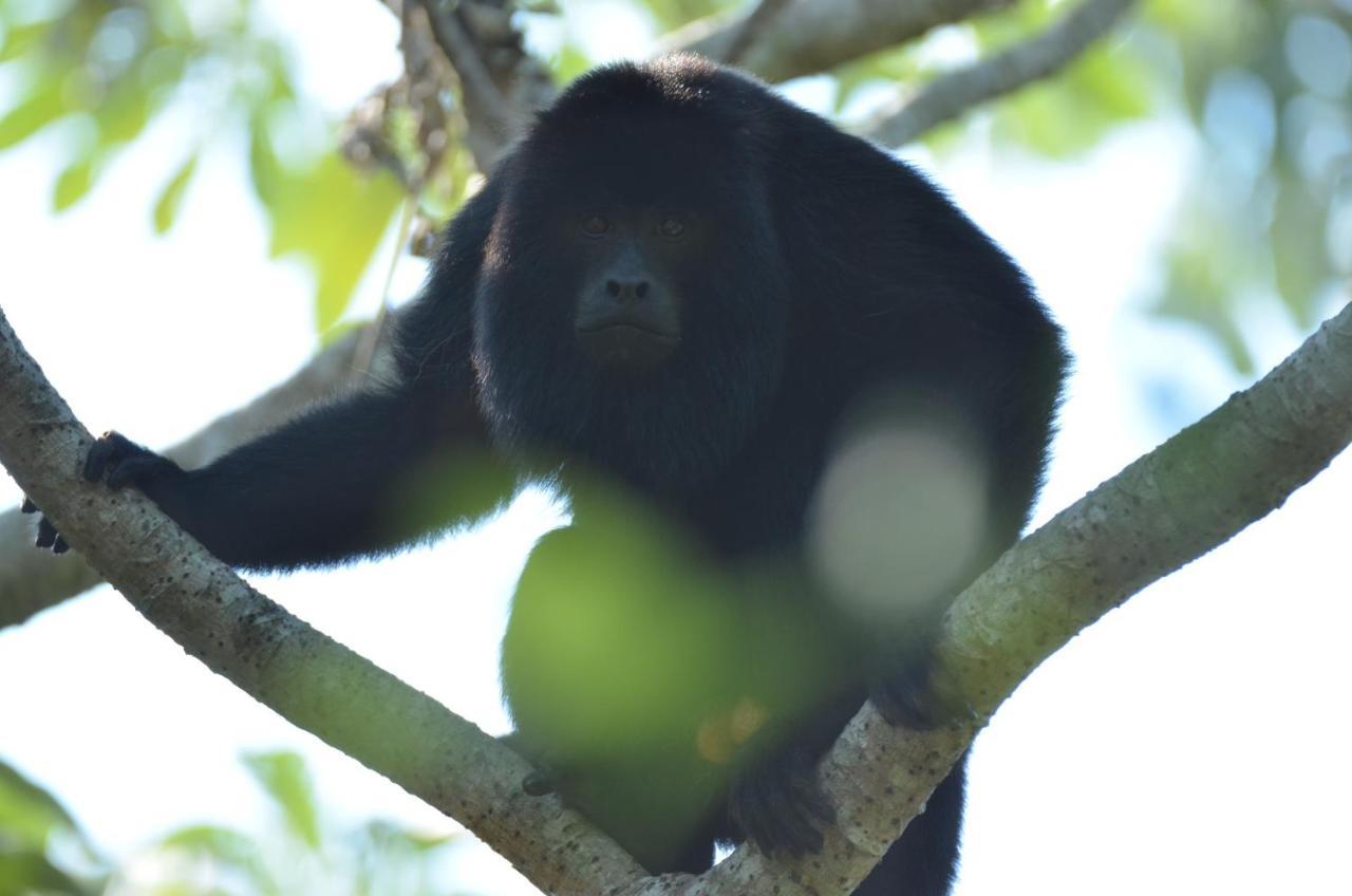 Pantanal Jungle Lodge Passo do Lontra Ngoại thất bức ảnh
