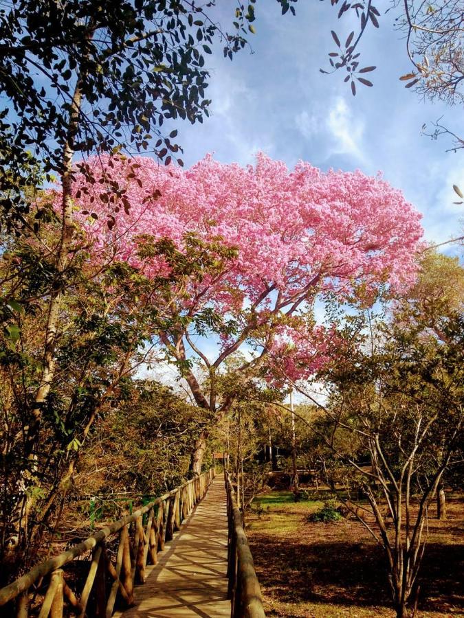 Pantanal Jungle Lodge Passo do Lontra Ngoại thất bức ảnh