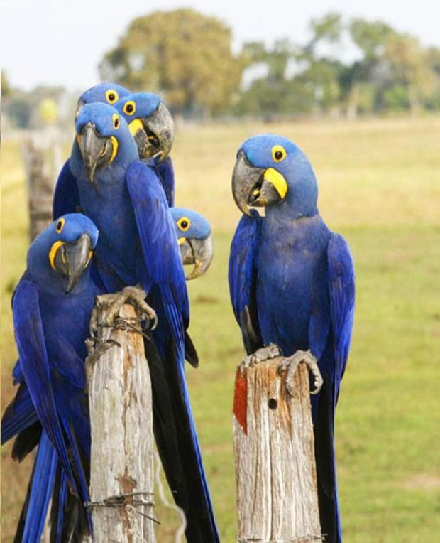 Pantanal Jungle Lodge Passo do Lontra Ngoại thất bức ảnh
